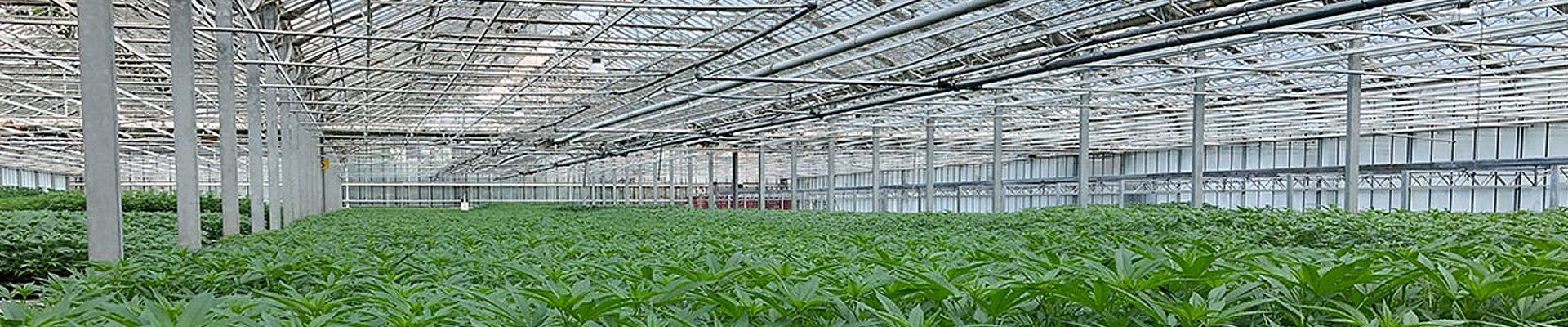 HempMate Hanfanbau - sicher und pestizidrei