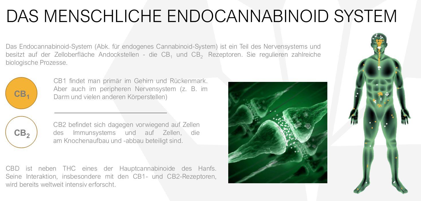 das menschliche endocannabiboid system,cb1,cb2,thc
