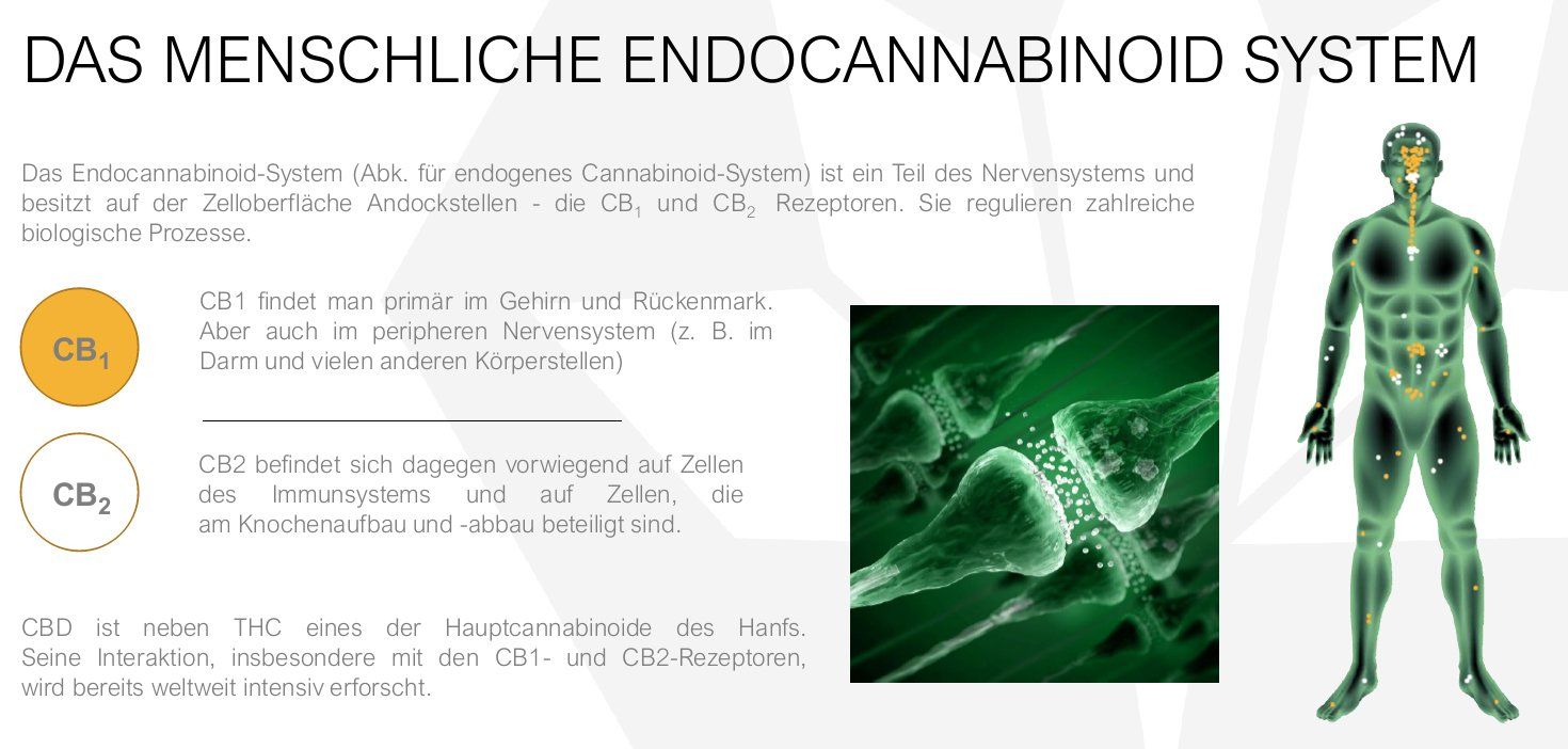 Das Menschliche Endocannabiboid System das menschliche endocannabiboid system,cb1,cb2,thc