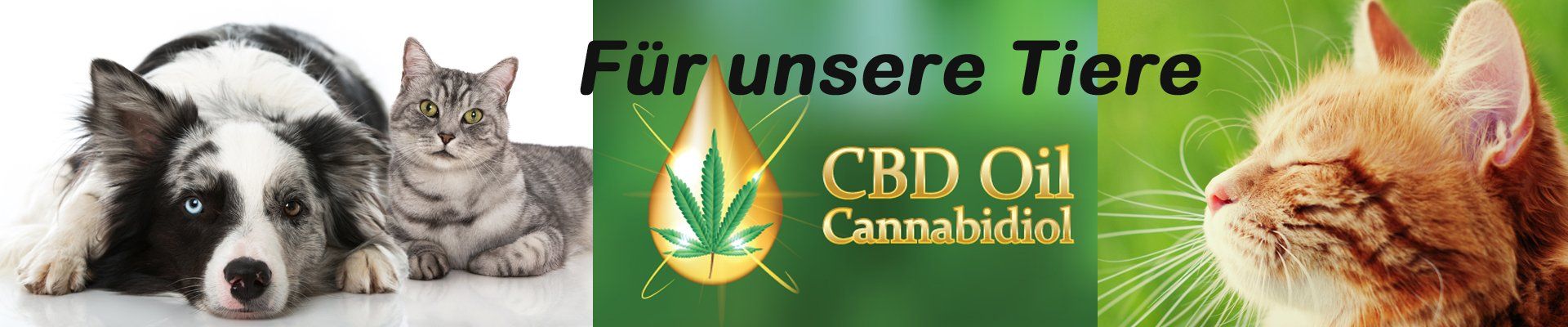 CBD-Öl für unsere Tiere