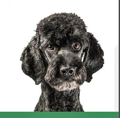 CBD-Öle (REZEPTFREI) in höchster Qualität von HempMate AG CBD-Öl für Tiere, REZEPTFREI und in höchster Qualität