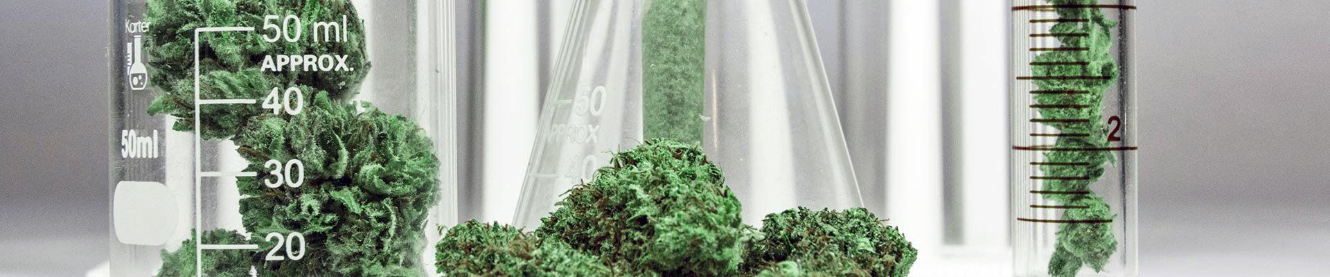 Hanf,THC,CBD,Marihauna,Fragen und Antwoerten