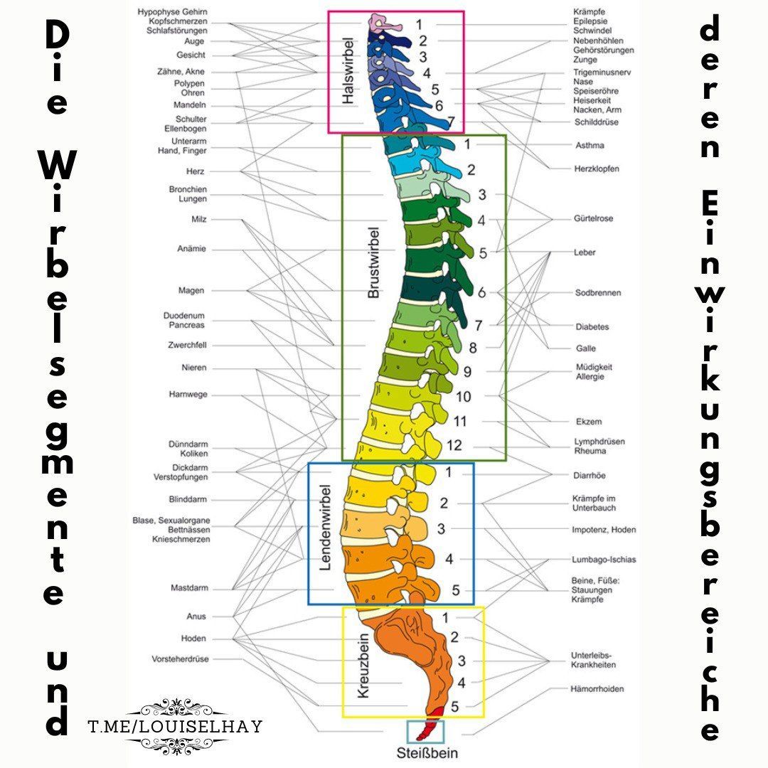 WS und Organe