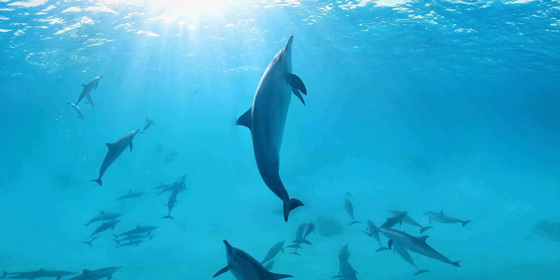 Schwimmen Sie mit Delfinen und genießen Sie die absolute Entspannung im Showroom mr.modicap in Schonach