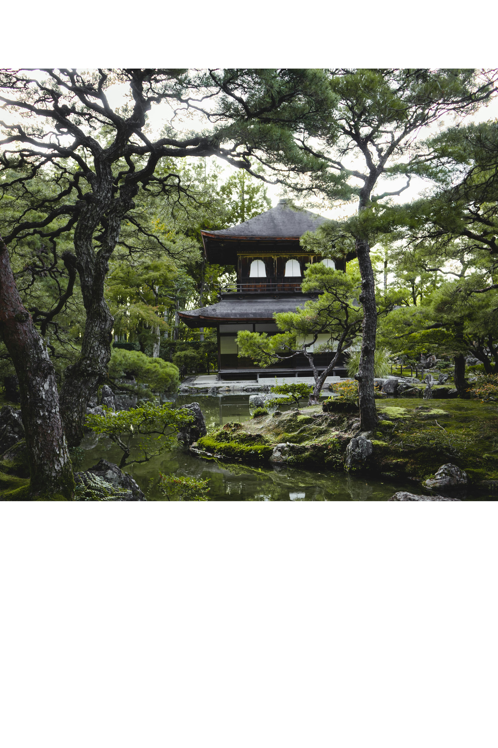 Japanese temple hidden in the forest