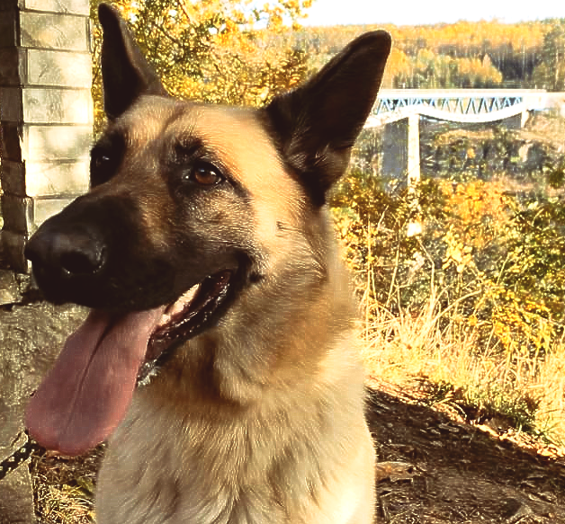 Welcher Hund passt zu mir