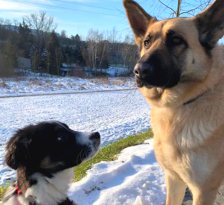 Welpe oder ausgewachsener Hund