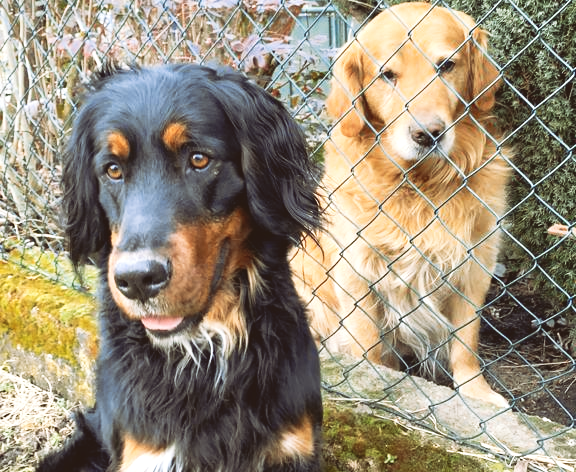 Hund alleine zu Hause