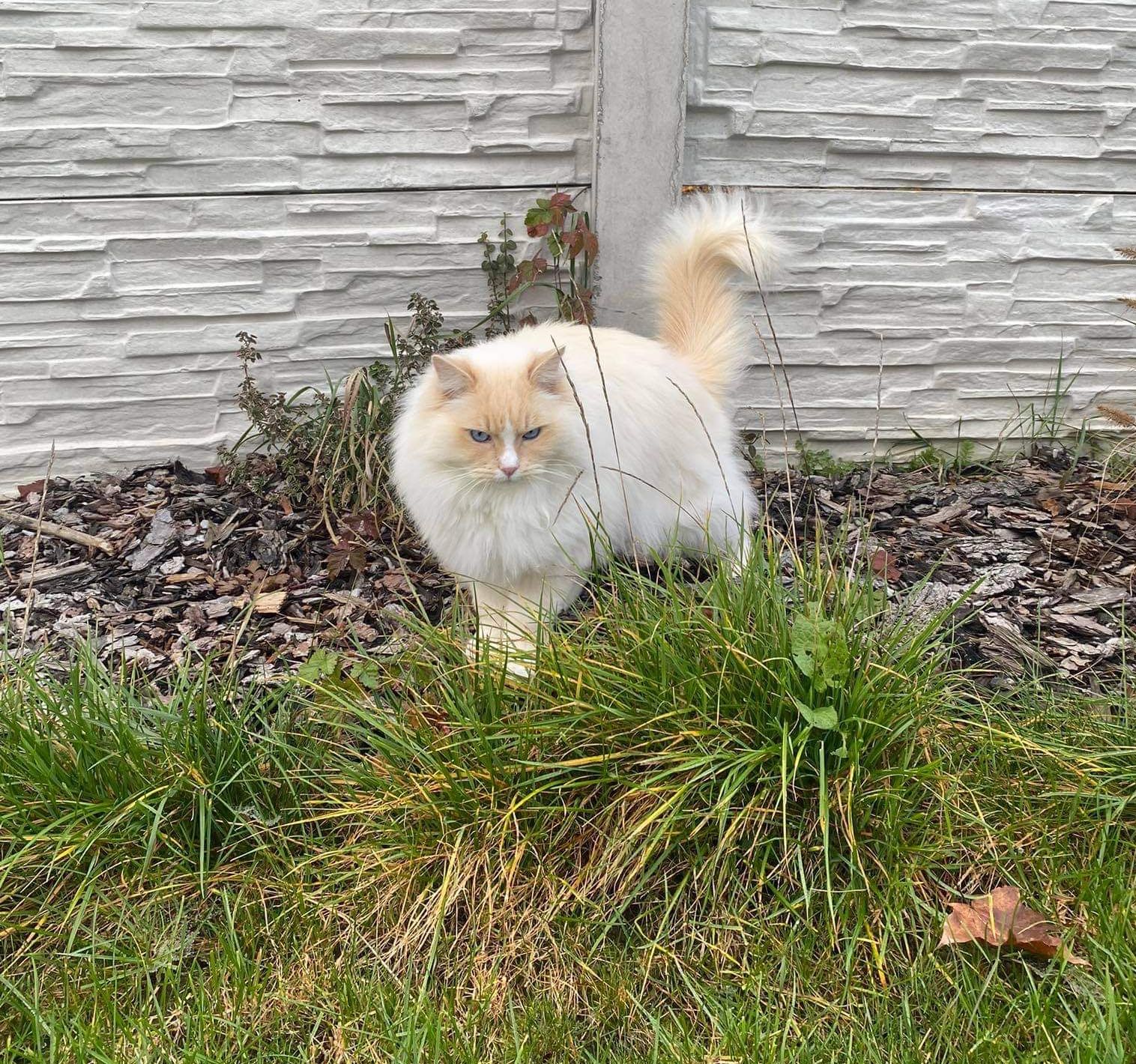 Freigänger Katze