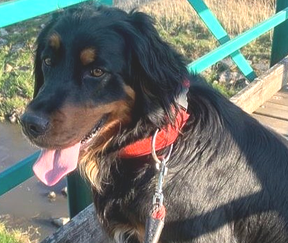 Wie führe ich meinen Hund an der Leine