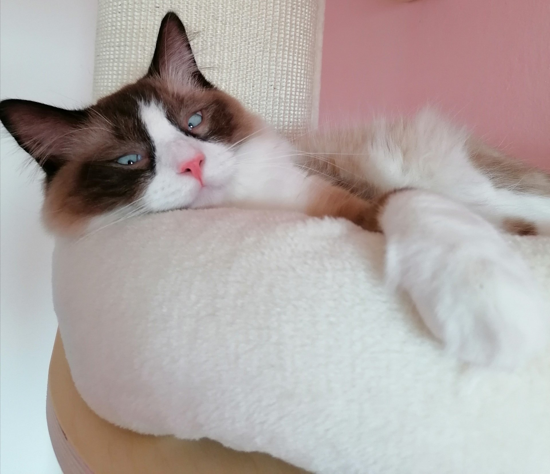 Ragdoll Katze Rassekatze Ragdoll