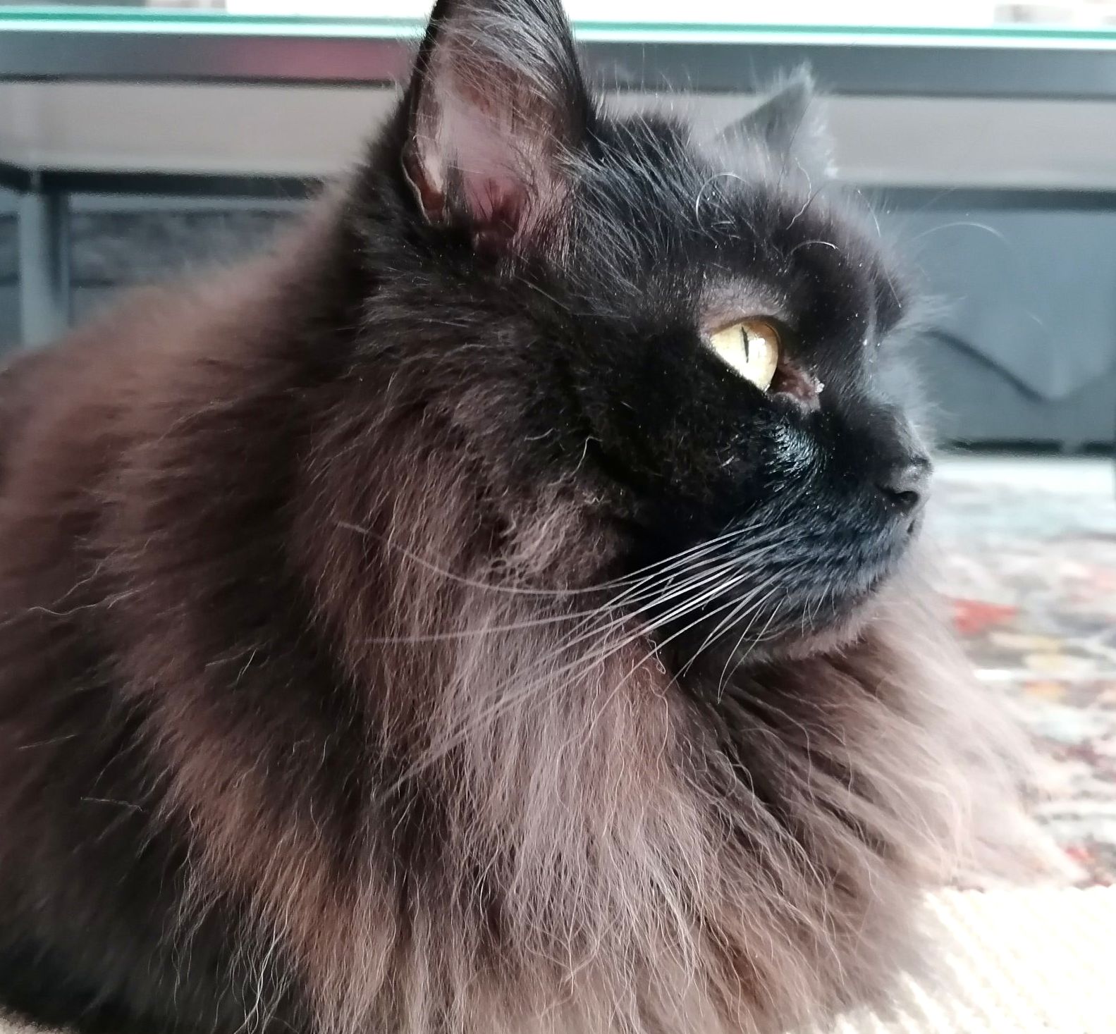 Maine Coon Katze alte Katze