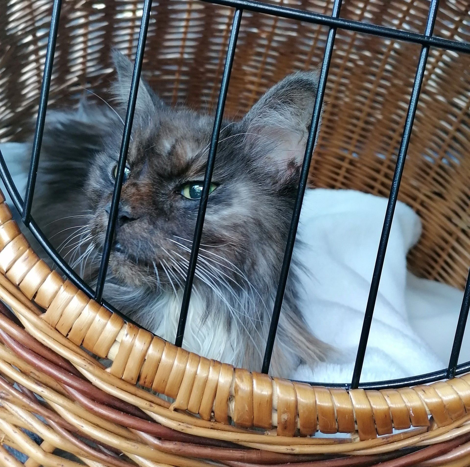 Weidenbox Transportbox für Katzen