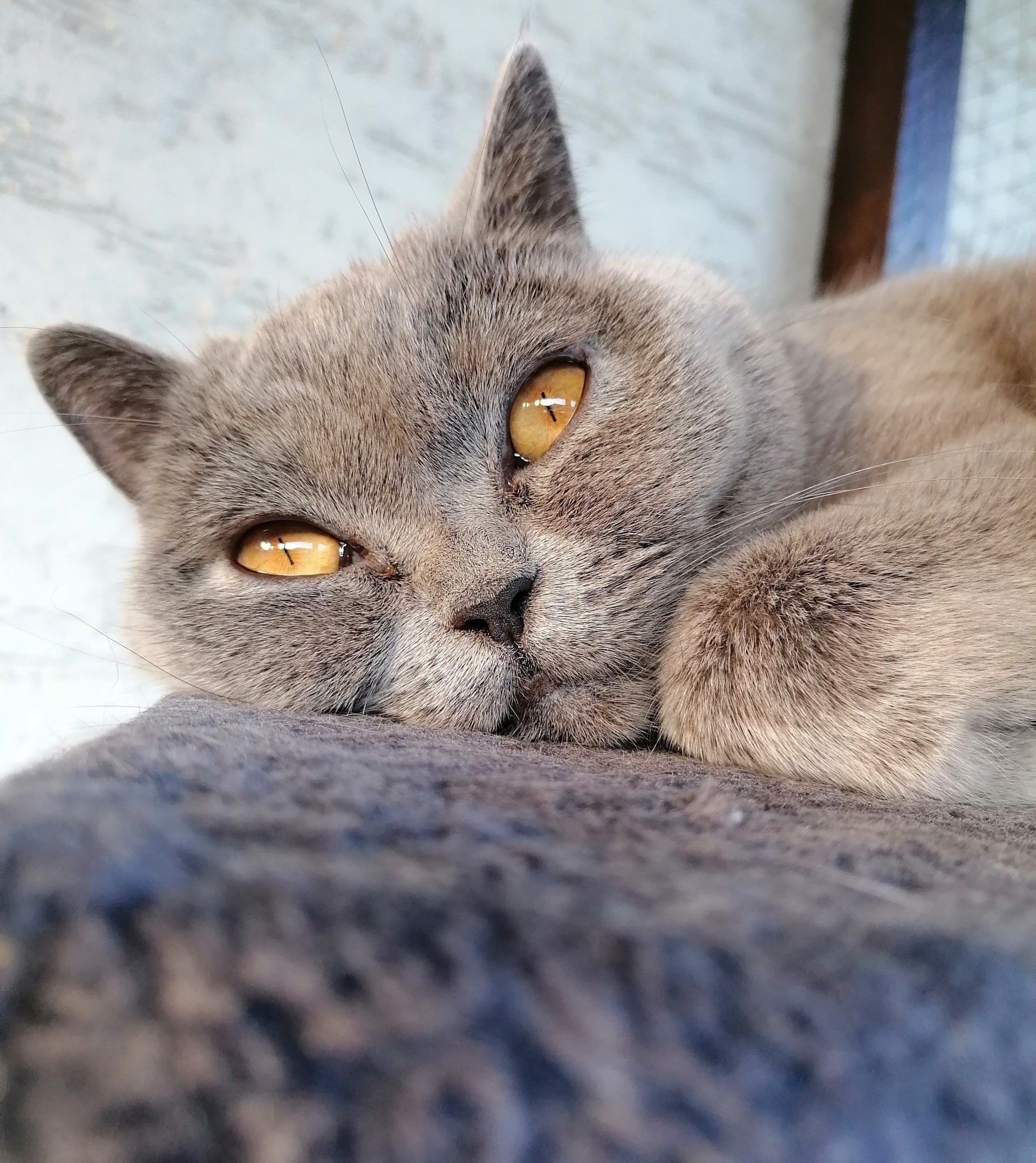 Kratzbaum mit Hängematte
