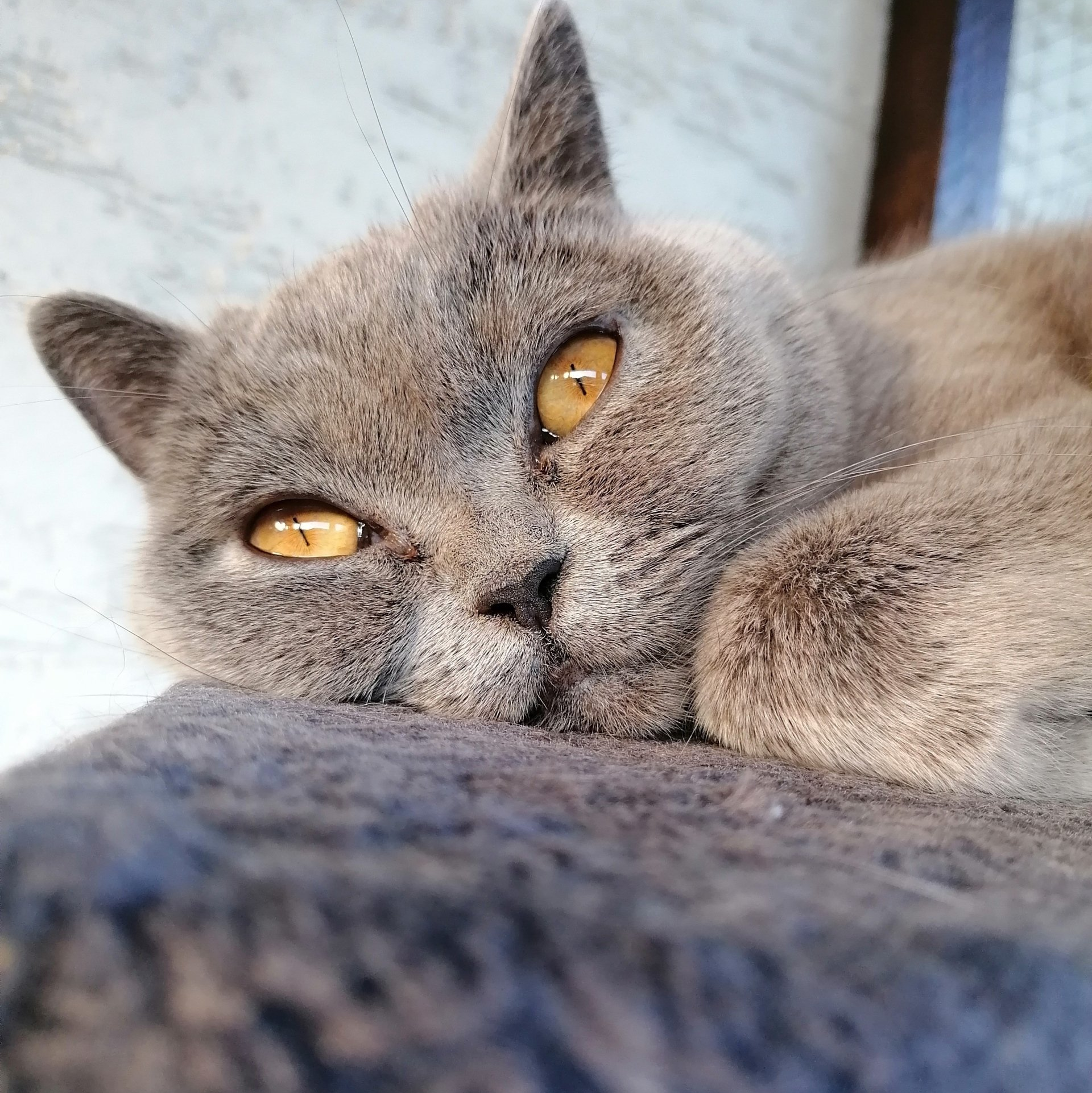 Britisch kurzhaar Katze