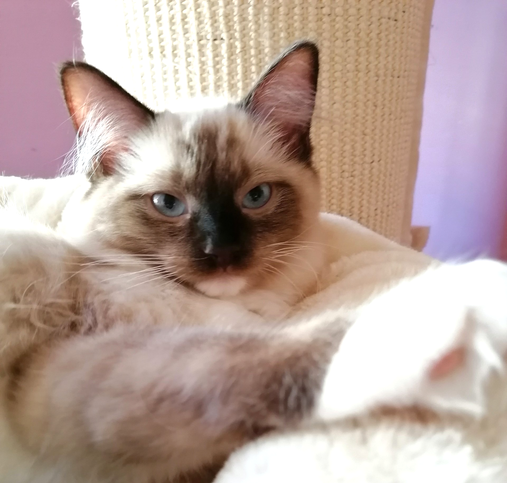 Ragdoll Katze