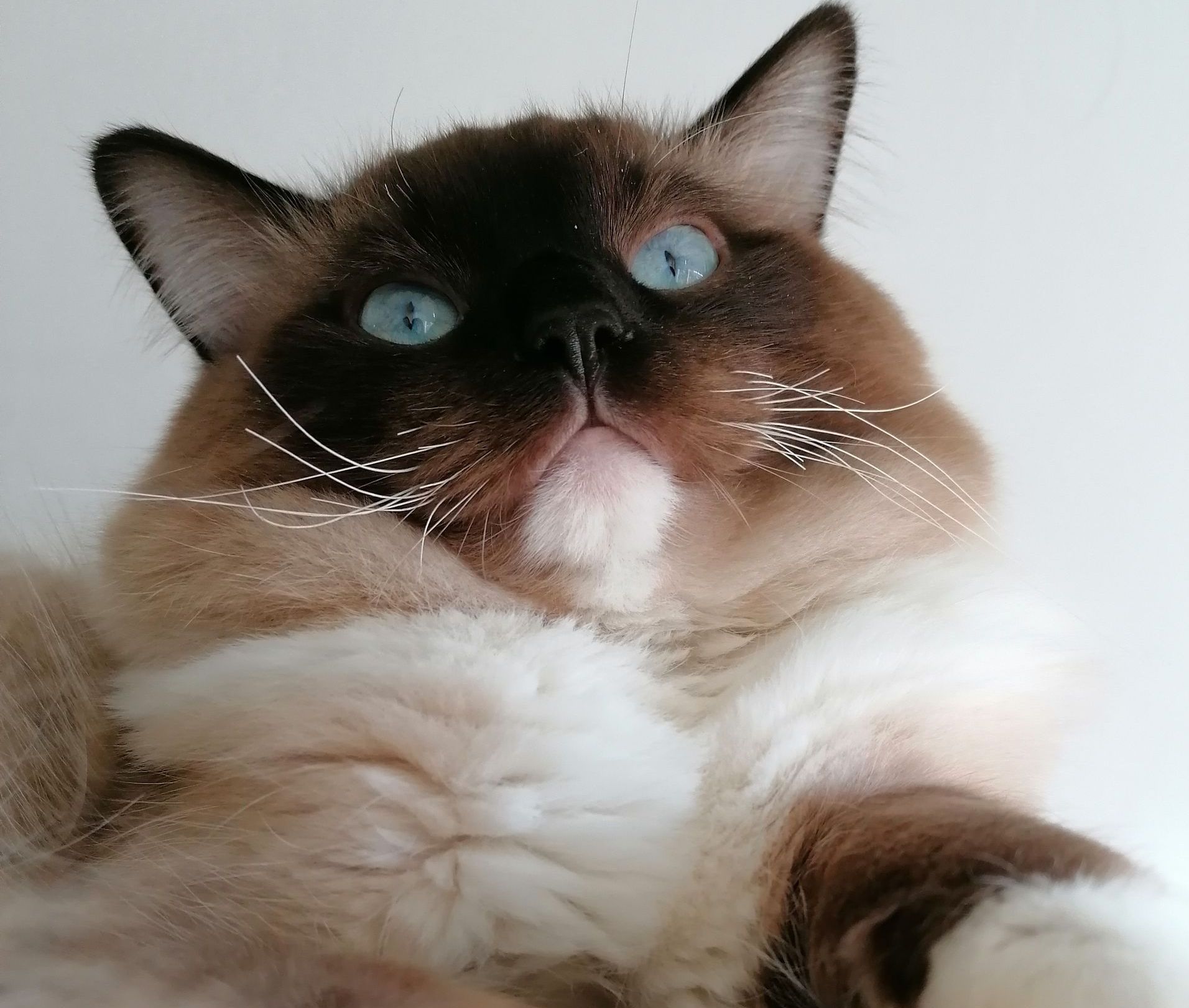 Ragdoll Katze