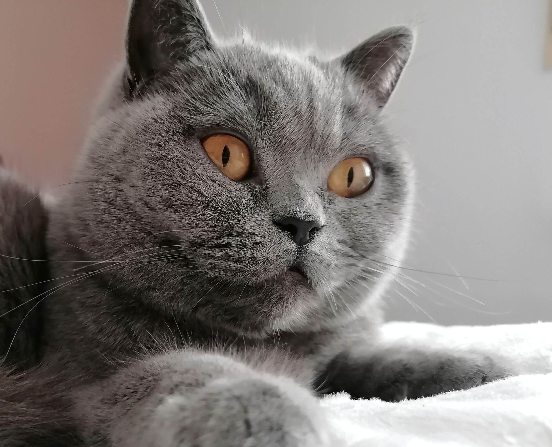 Britisch Kurzhaar Katze