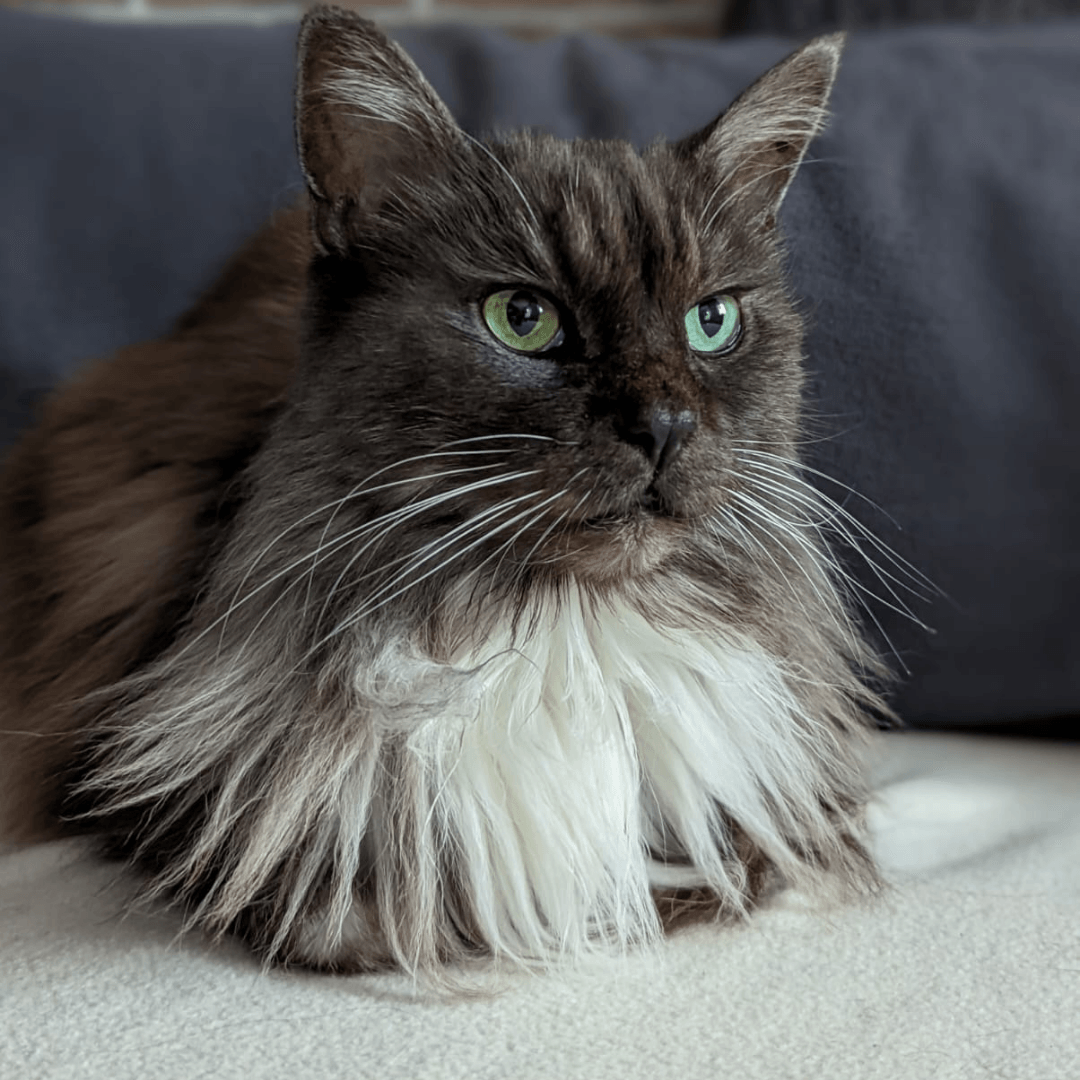 Maine Coon Katze