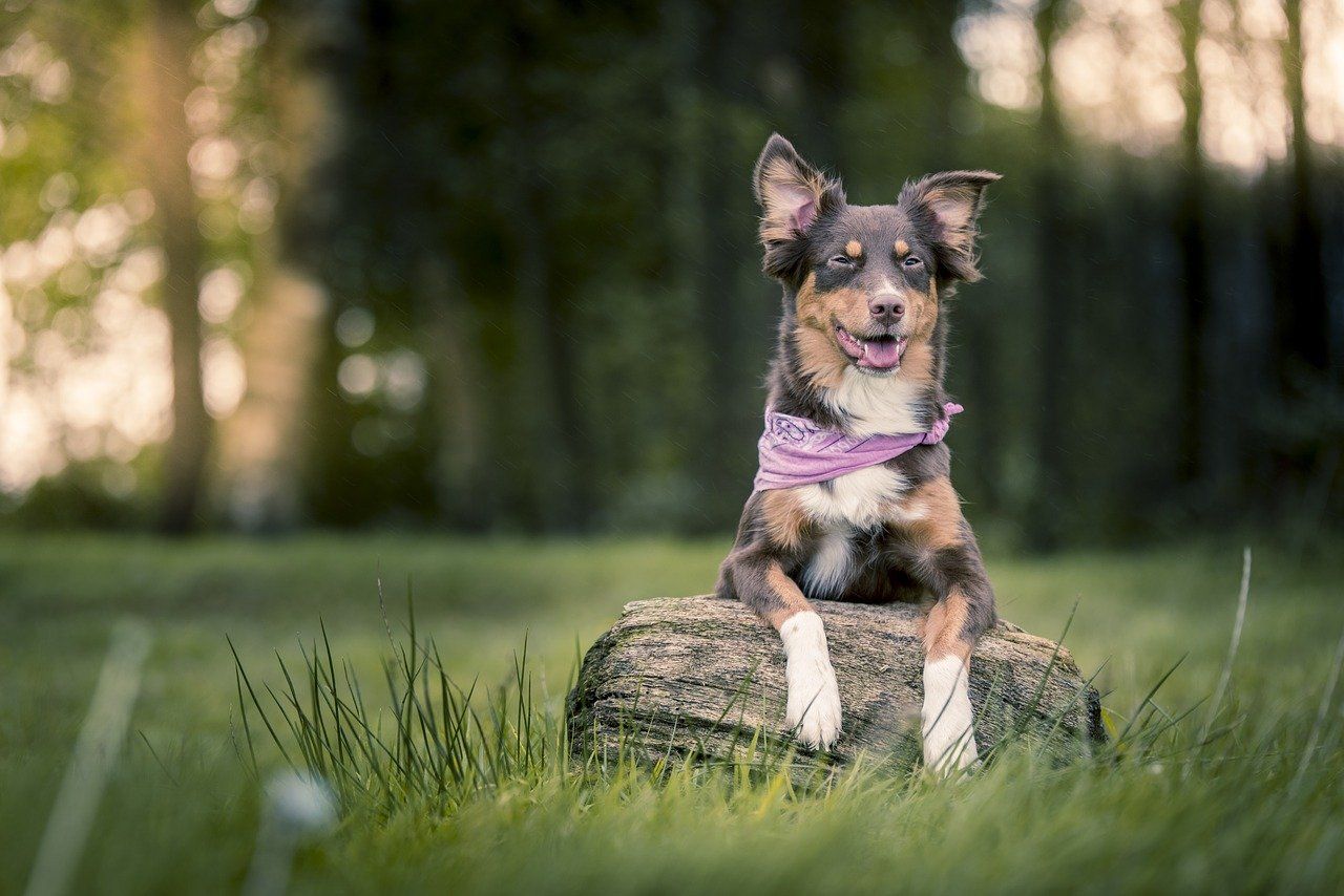 Wie wird mein Hund stubenrein