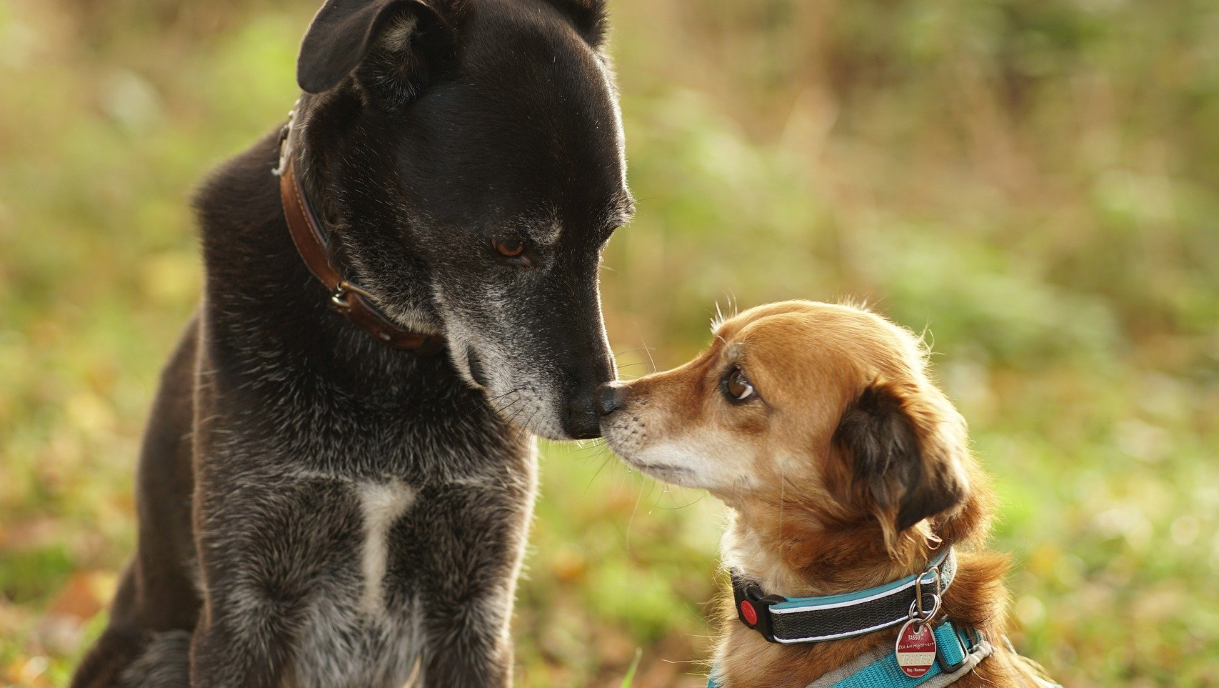 Hund an der Leine
