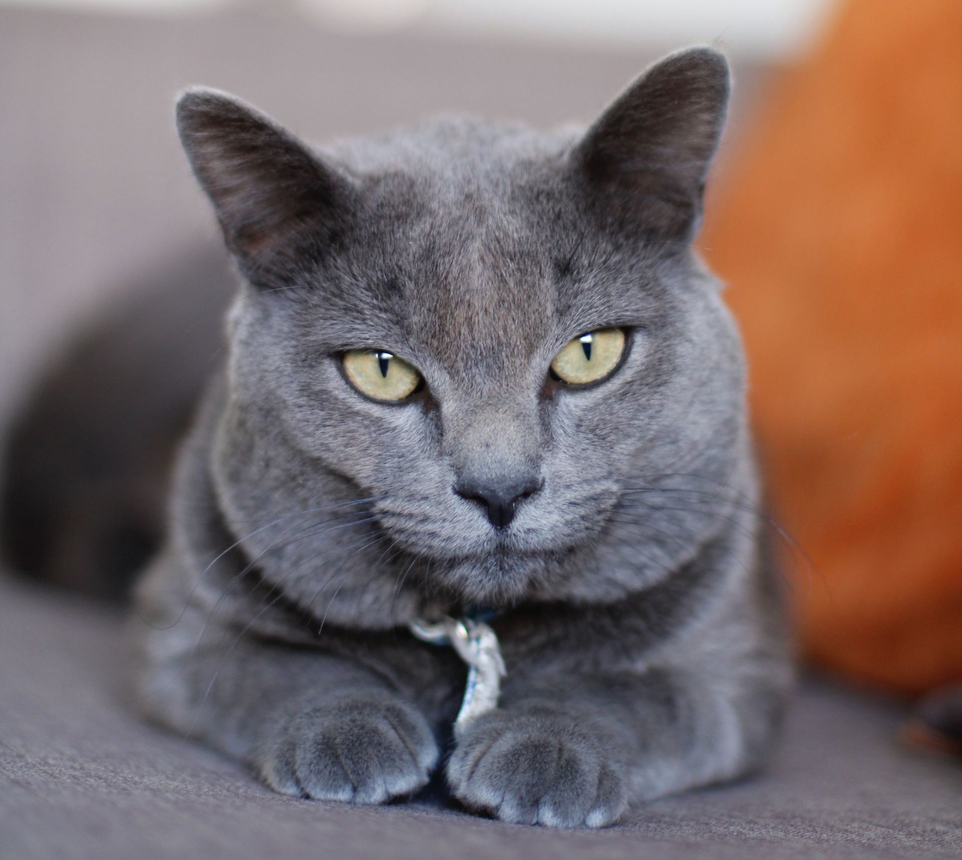 Rassekatze Russich Blau Katze