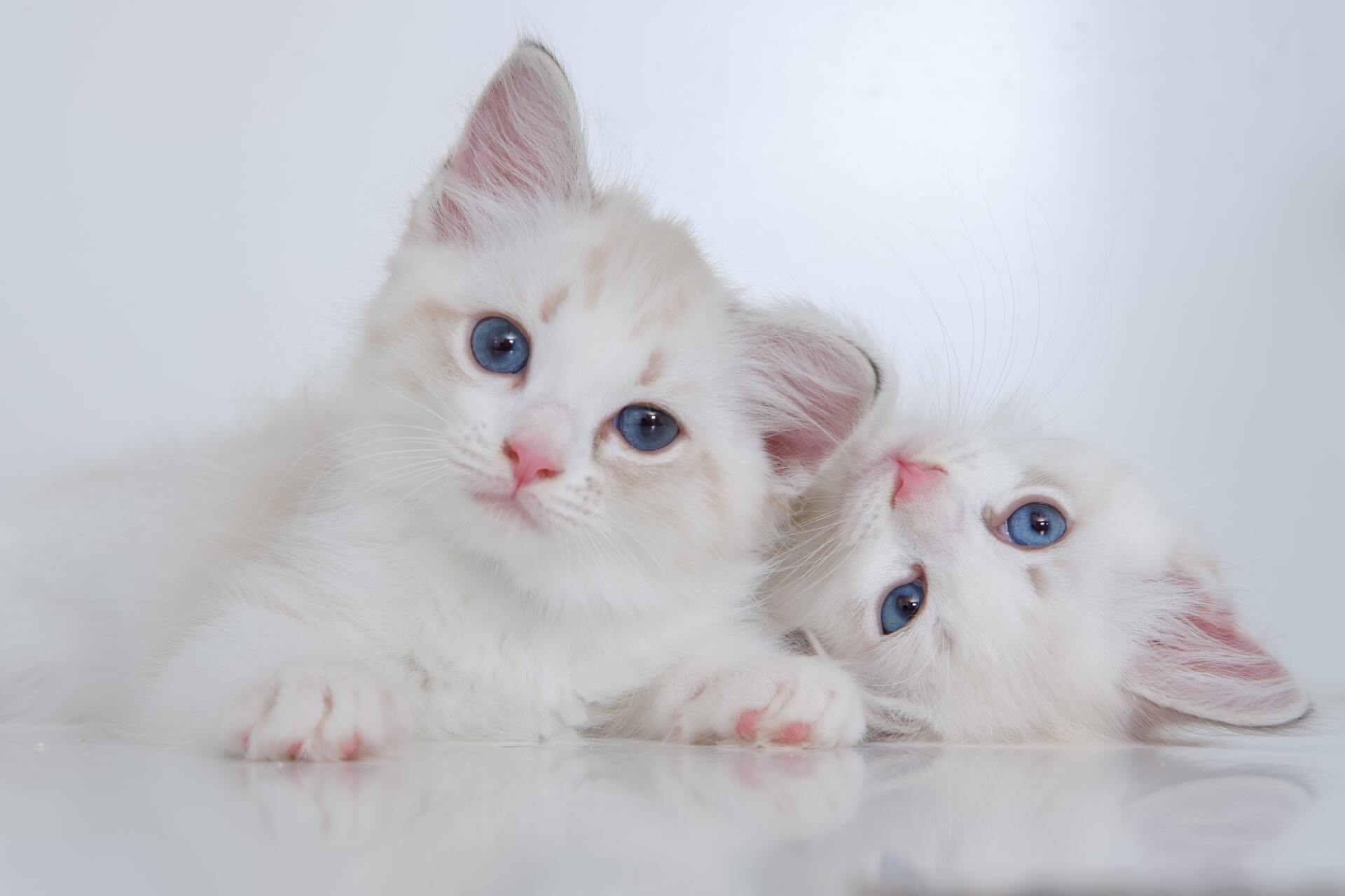 Katzen Kitten