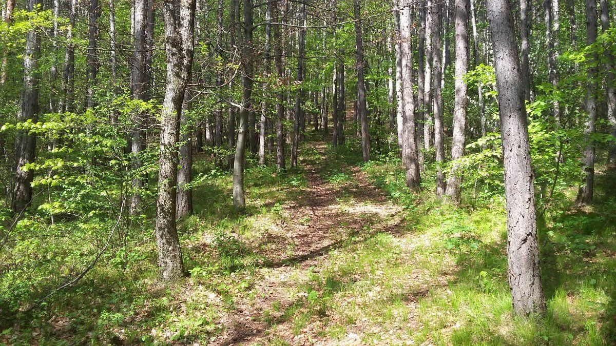 Kindergeburtstag Wald Bezirk Baden