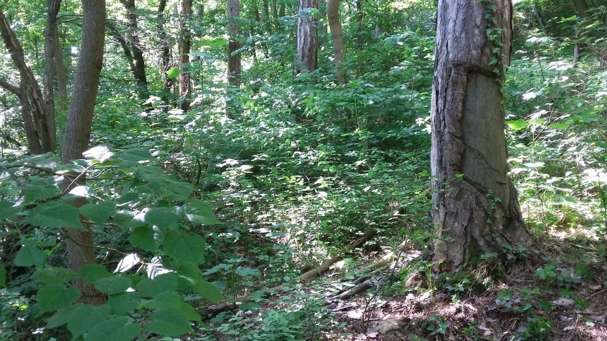 Baden, Bad Vöslau, Bad Fischau, Wr. Neustadt, Maria Enzersdorf, Hirtenberg, Berndorf, Mödling, Eisenstadt, Felixdorf