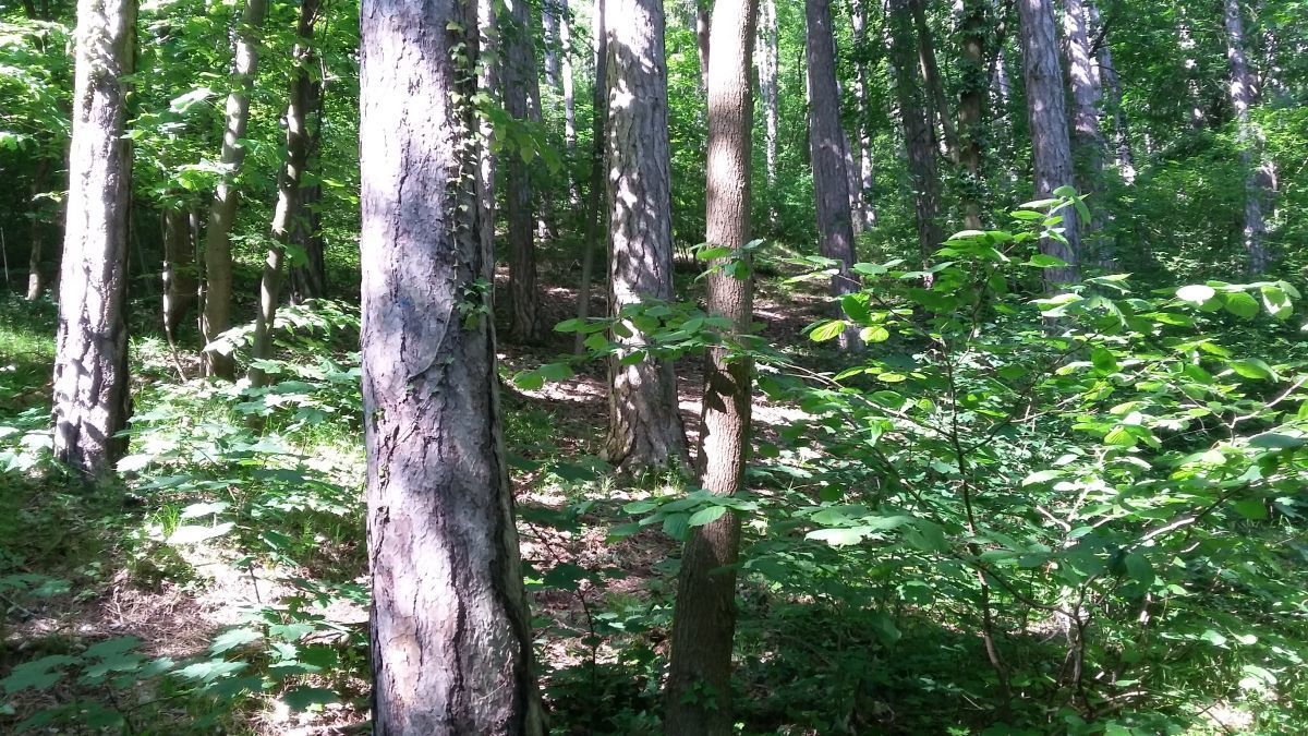 Baden, Bad Vöslau, Bad Fischau, Wr. Neustadt, Maria Enzersdorf, Hirtenberg, Berndorf, Mödling, Eisenstadt, Felixdorf