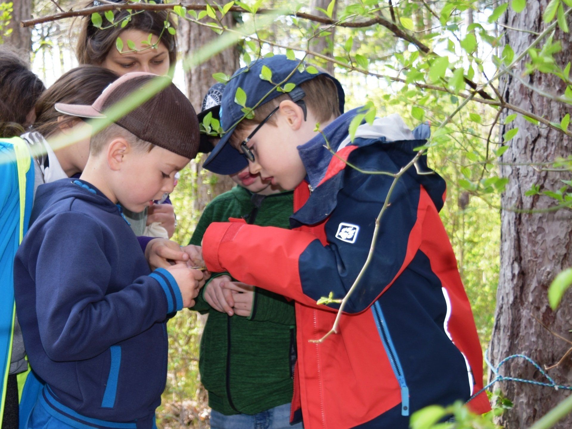 Aufmerksamkeitsübungen im Wald – Survival-Woche mit Natur plus in Bad Vöslau