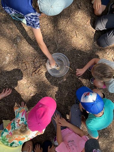 Naturwissenschaftliches Ferienprogramm auf dem Harzberg – Forscher:innen-Tage mit Natur plus