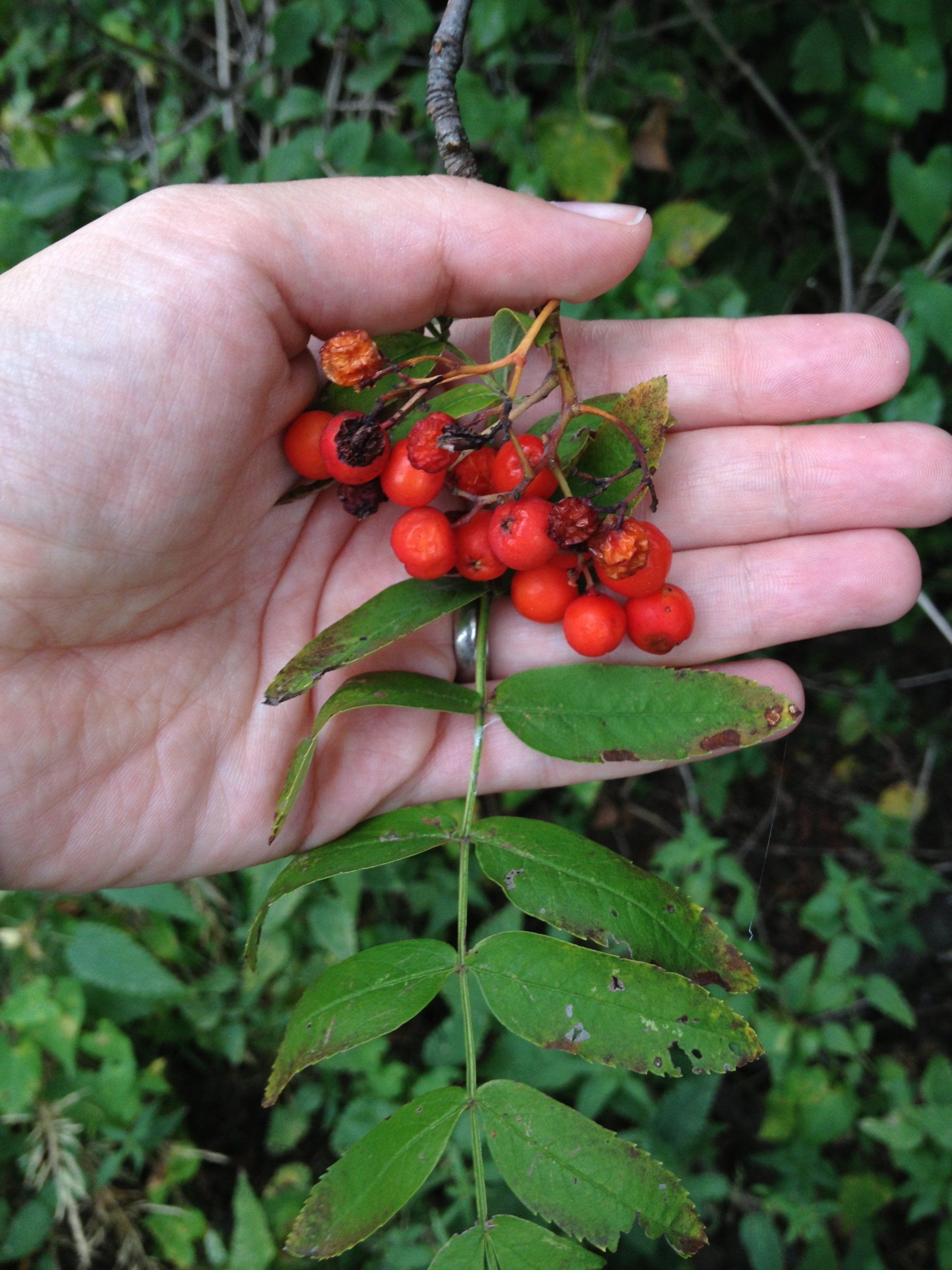 Waldpädagogin erklärt essbare Pflanzen – Survival-Wochenende für junge Entdecker
