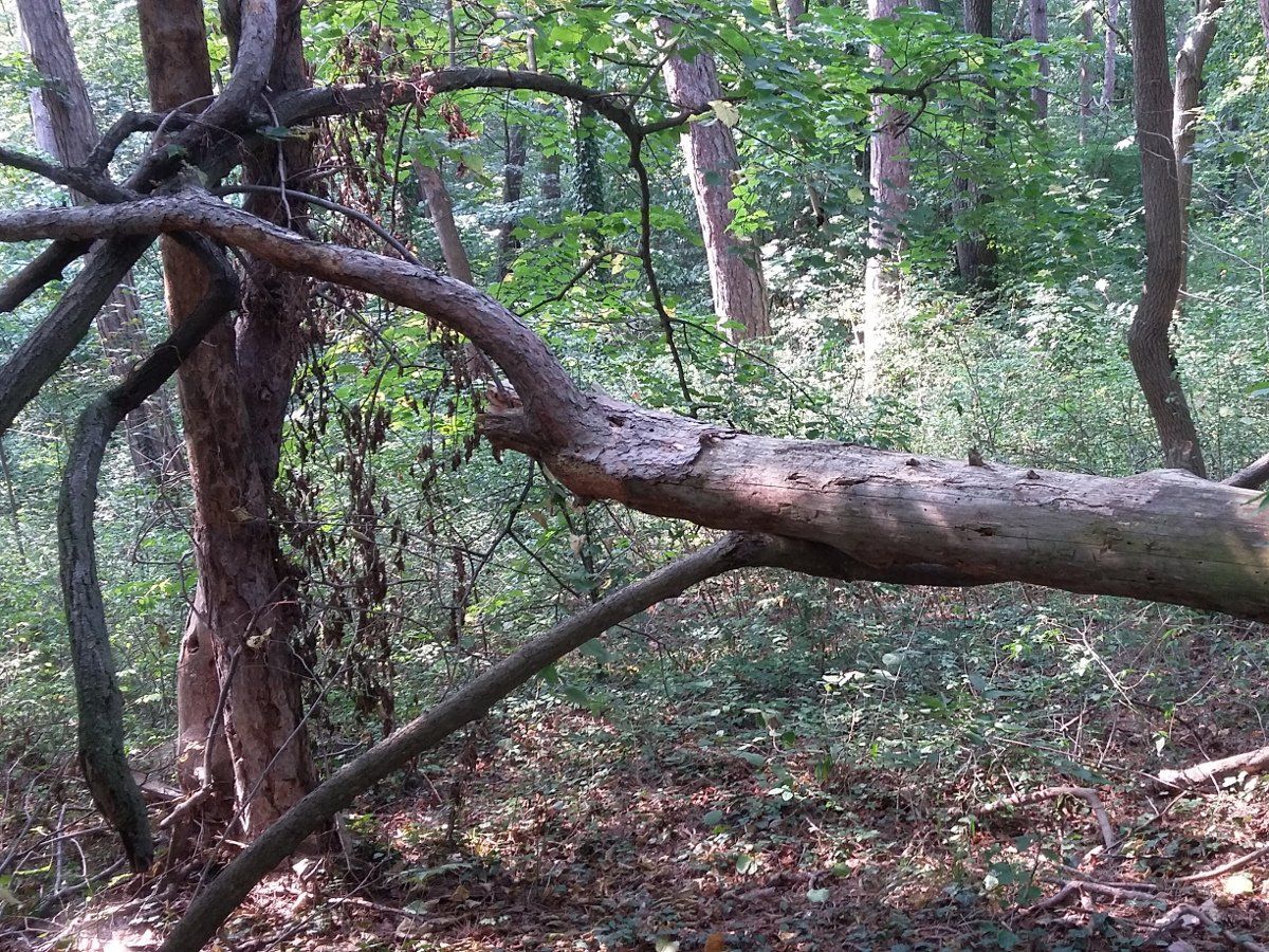 Baden, Bad Vöslau, Bad Fischau, Wr. Neustadt, Maria Enzersdorf, Hirtenberg, Berndorf, Mödling, Eisenstadt, Felixdorf