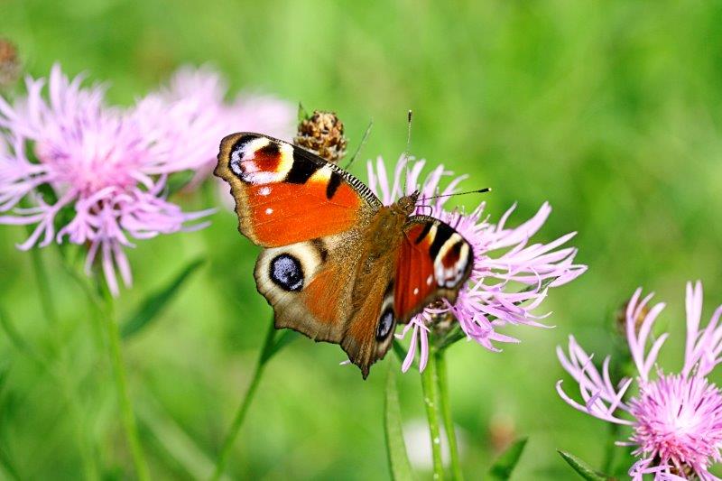 Familiengruppe löst Rätsel und sucht versteckte Schätze in der Natur