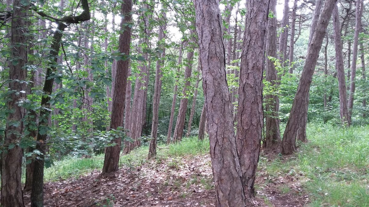 Baden, Bad Vöslau, Bad Fischau, Wr. Neustadt, Maria Enzersdorf, Hirtenberg, Berndorf, Mödling, Eisenstadt, Felixdorf