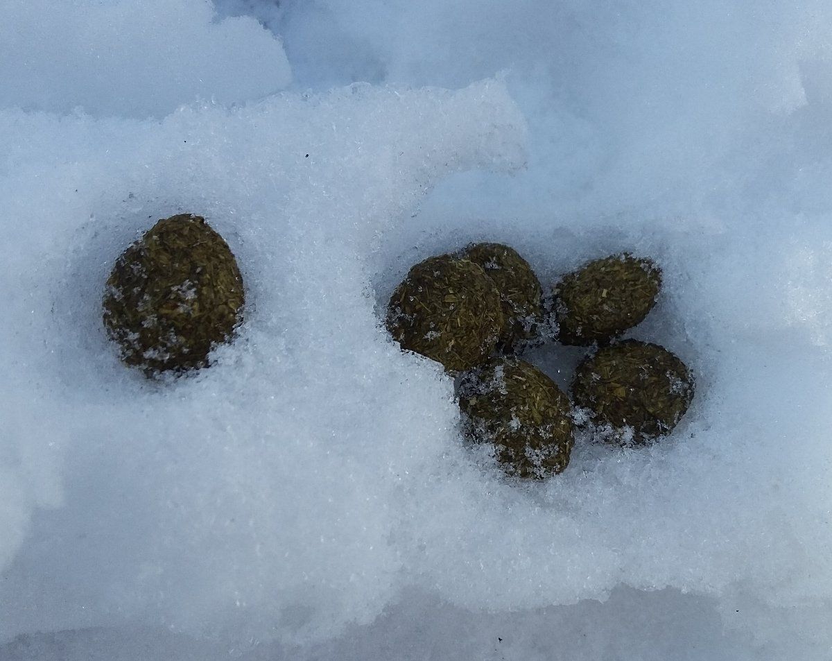 Spuren von Reh, Fuchs und Dachs im Schnee – Natur plus Kurs für Spurenleser:innen