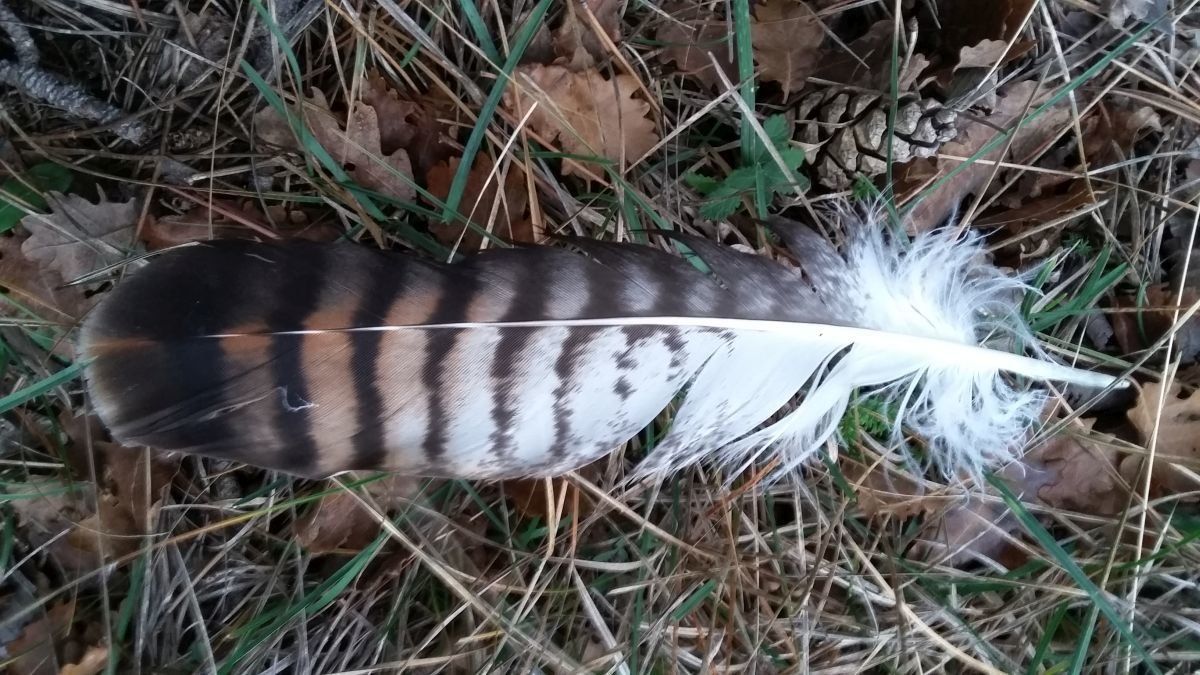 Waldspaziergang mit Fokus auf Tierspuren – Entdecken und Lernen in Bad Vöslau