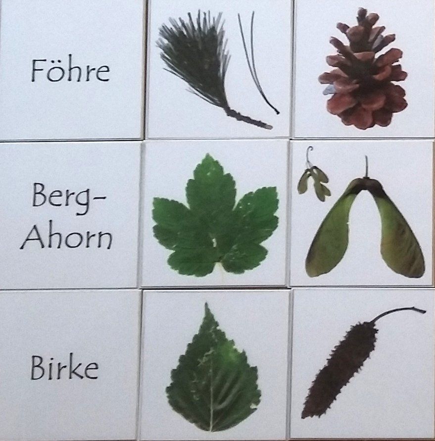 einige Pflanzen