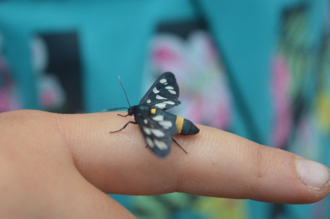 Kinder entdecken die Natur bei Outdoor Fun and English mit Natur plus