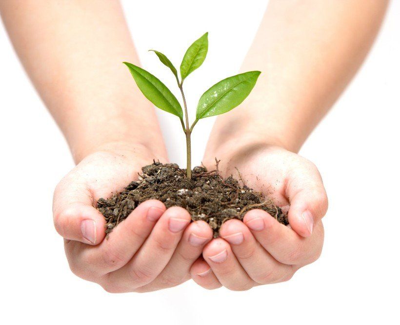 nurturing growth plant