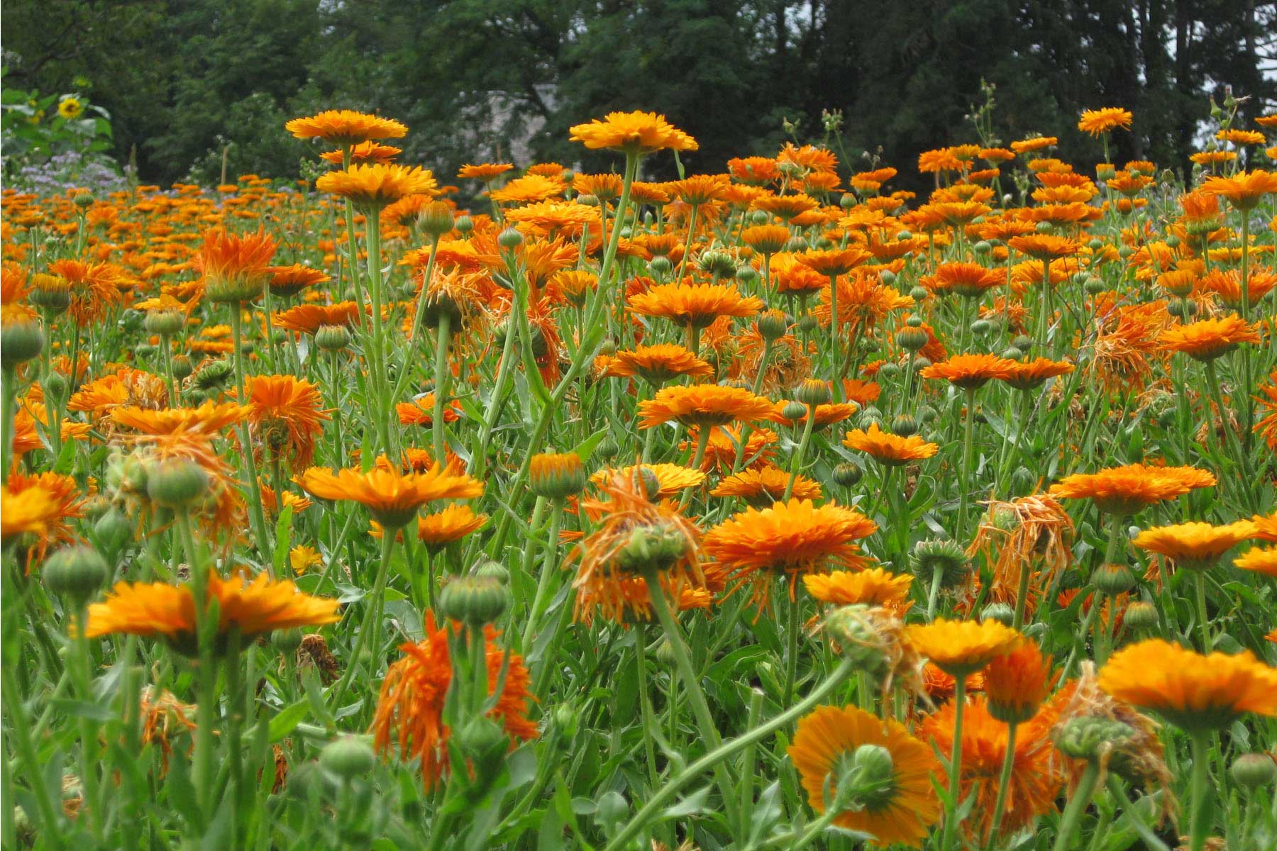 Biografiearbeit, Psychotherapie, Psychosomatik und Naturheilkunde im Frankfurter Therapeutikum