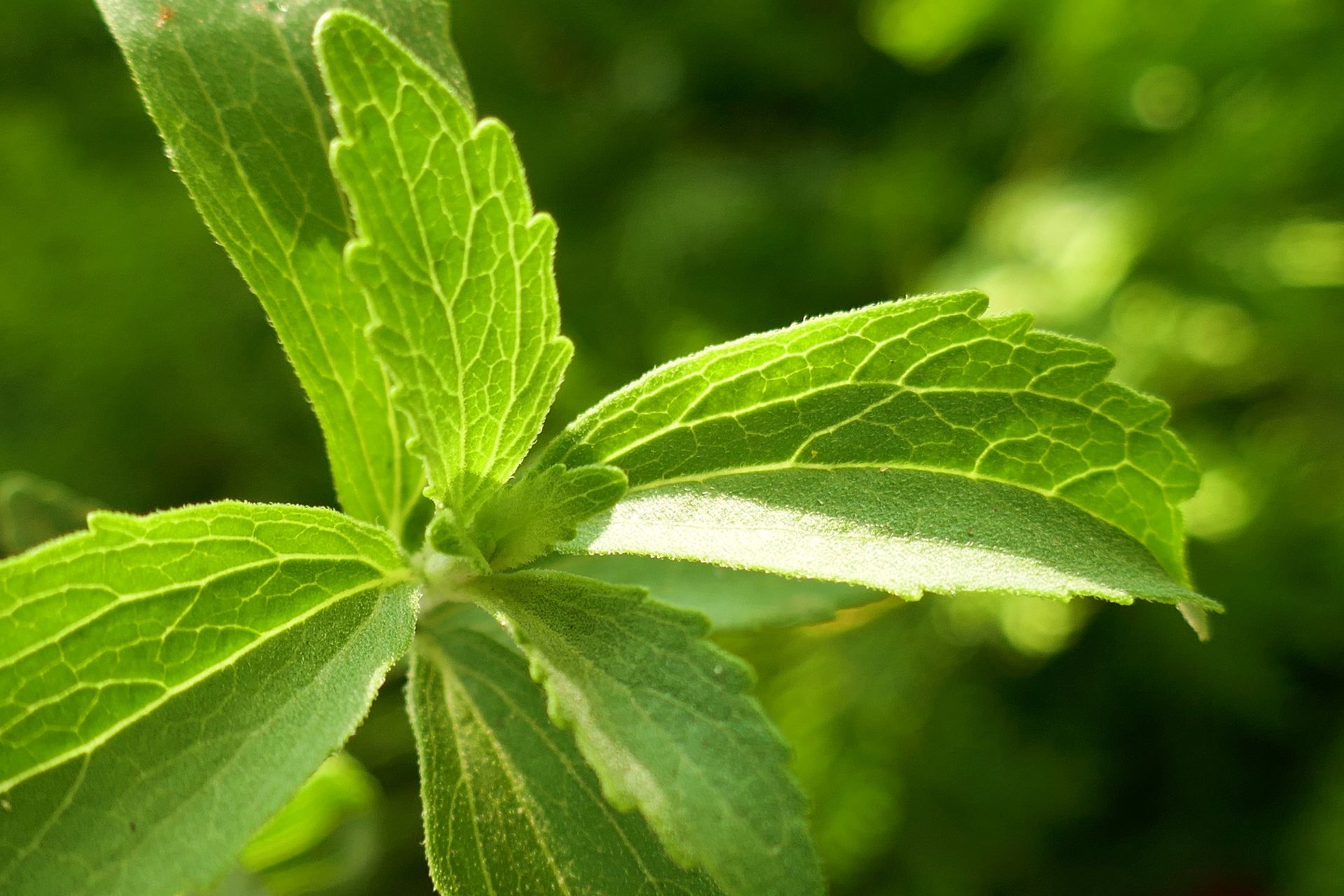 stevia pflanze