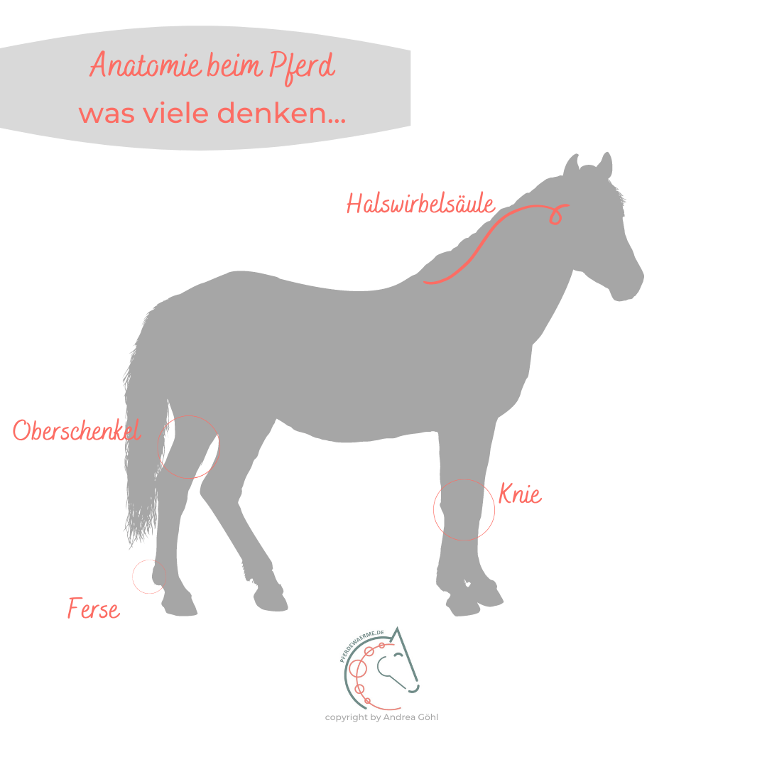 Anatomie Pferd pferdewaerme Pferdethermographie