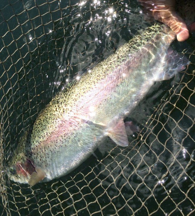 A seriously big Rainbow from Draycote about to go back Big Rainbow Trout from Draycote Water