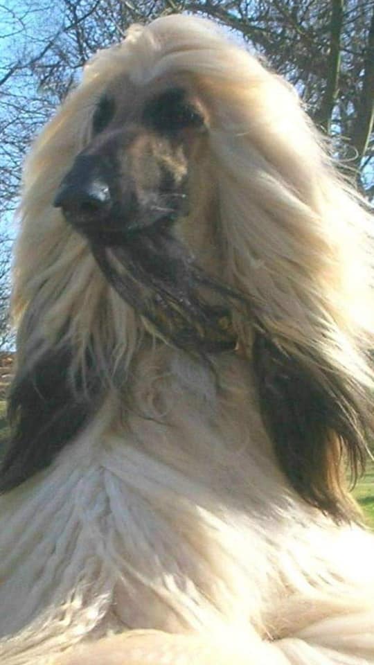 BIS Champion Adshanta Final Grande