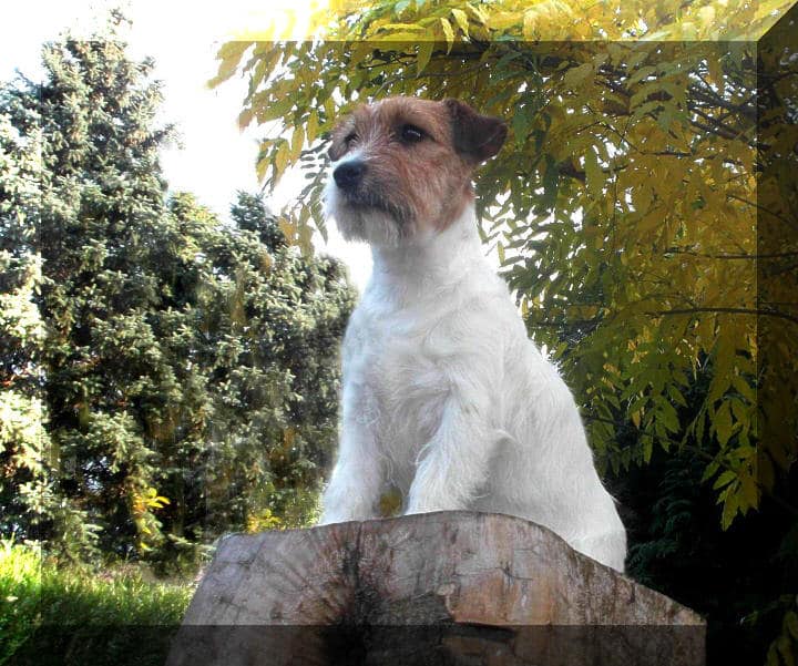 Adshanta Jack Russell