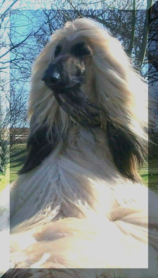 Champion Adshanta Final Grande Champion Adshanta Final Grande