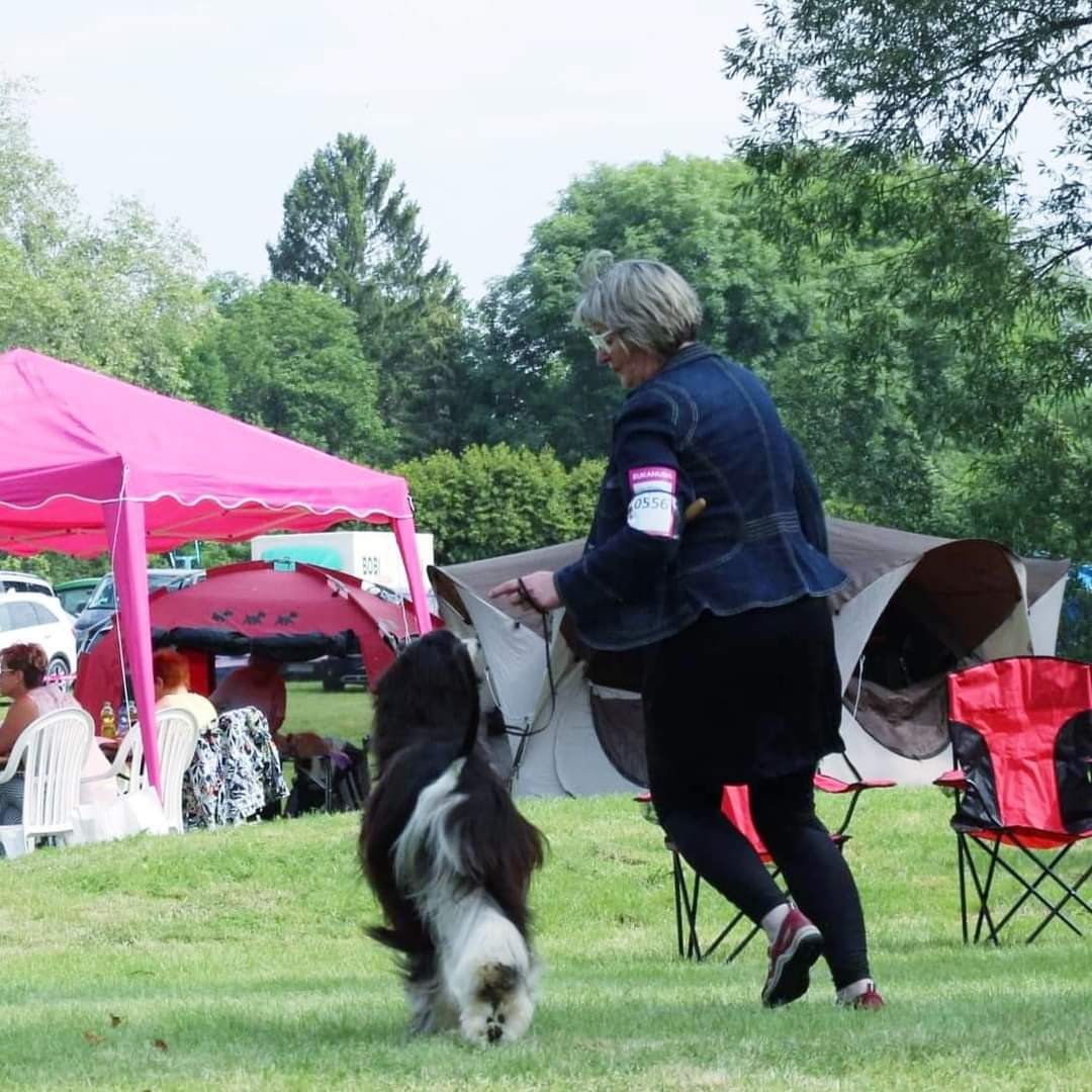 Adshanta Afghans on show