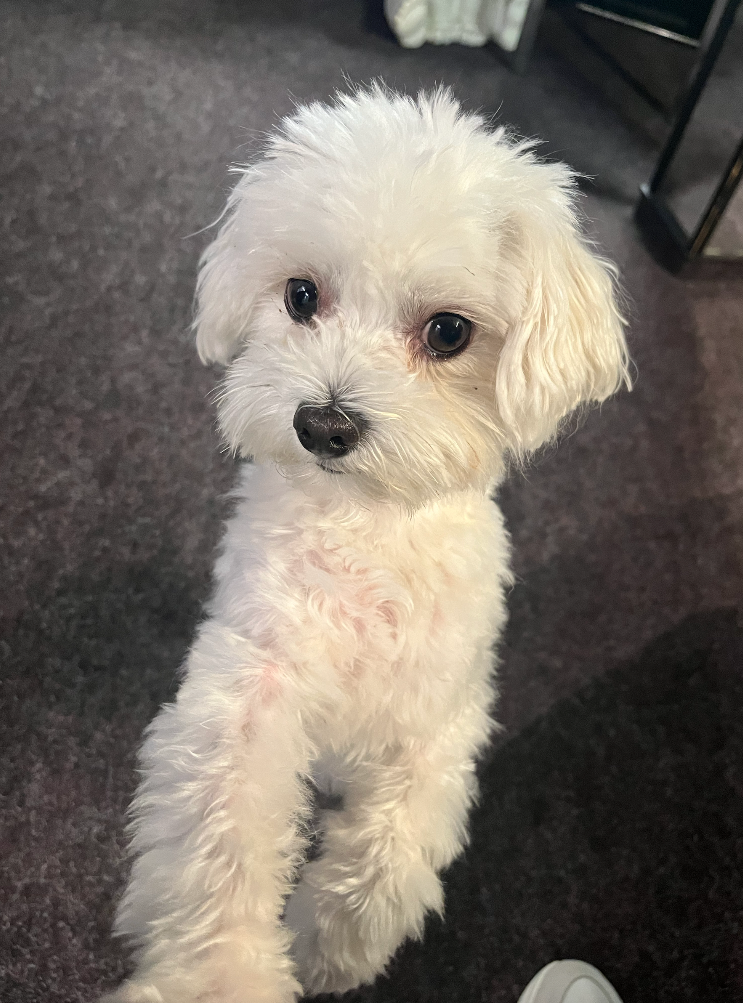 Sammy